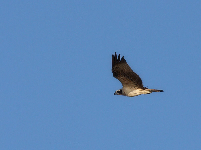 identificazione del rapace